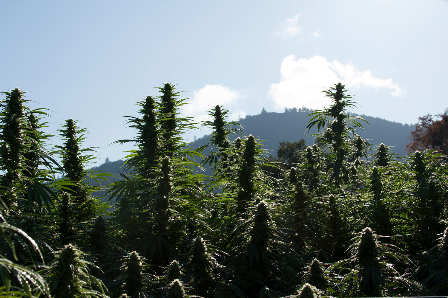 Top 16 Cannabis Stories of 2024: Science, Policy, and Milestones