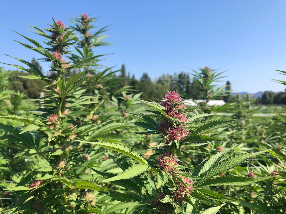 Clean cannabis image for blog