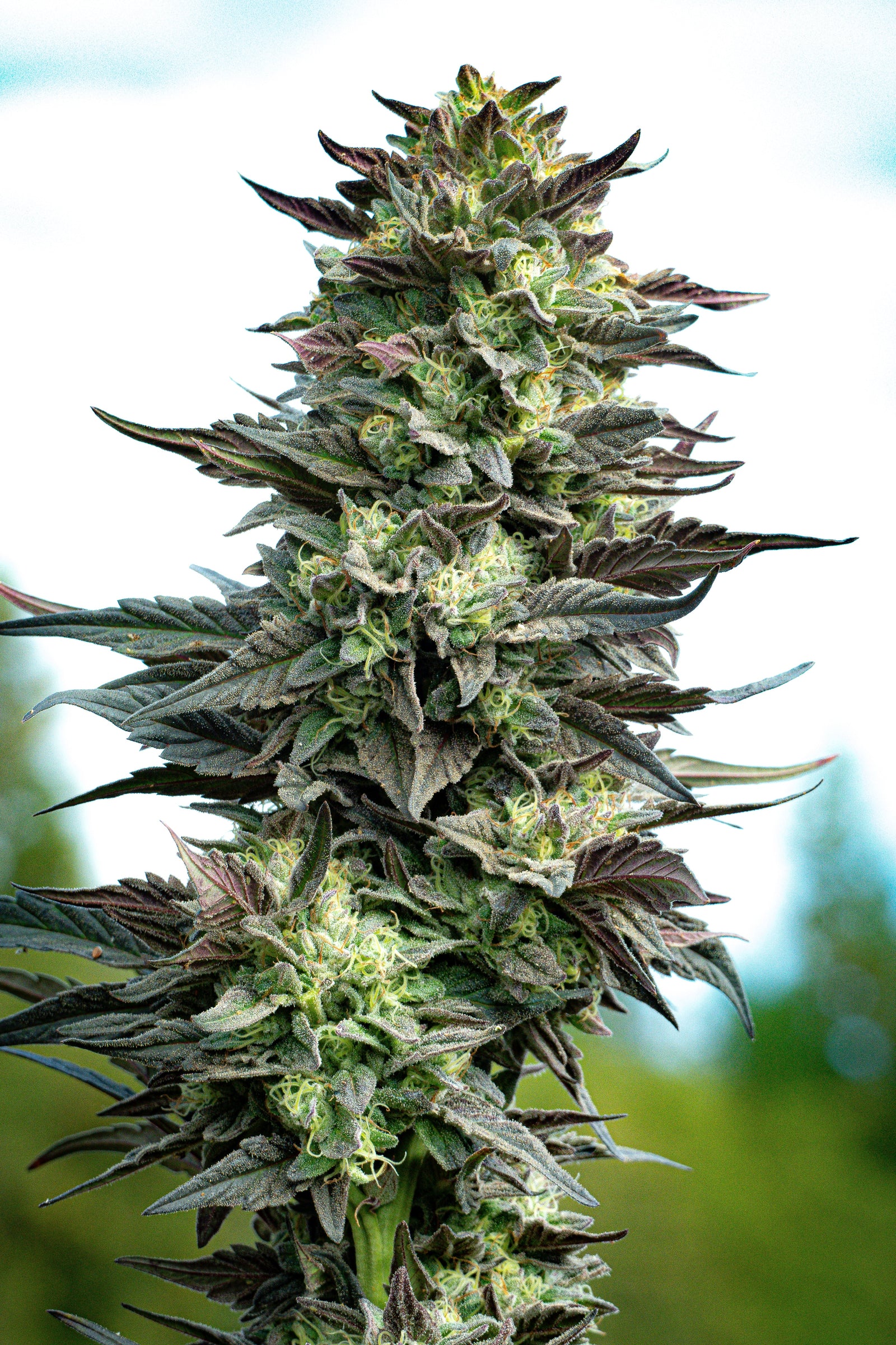 Cannabis Polyphenols: A Powerful Wellness Ally