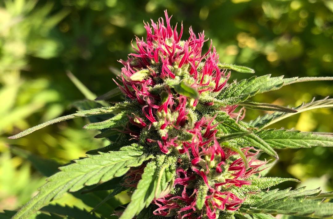 Why Whole Plant Matters