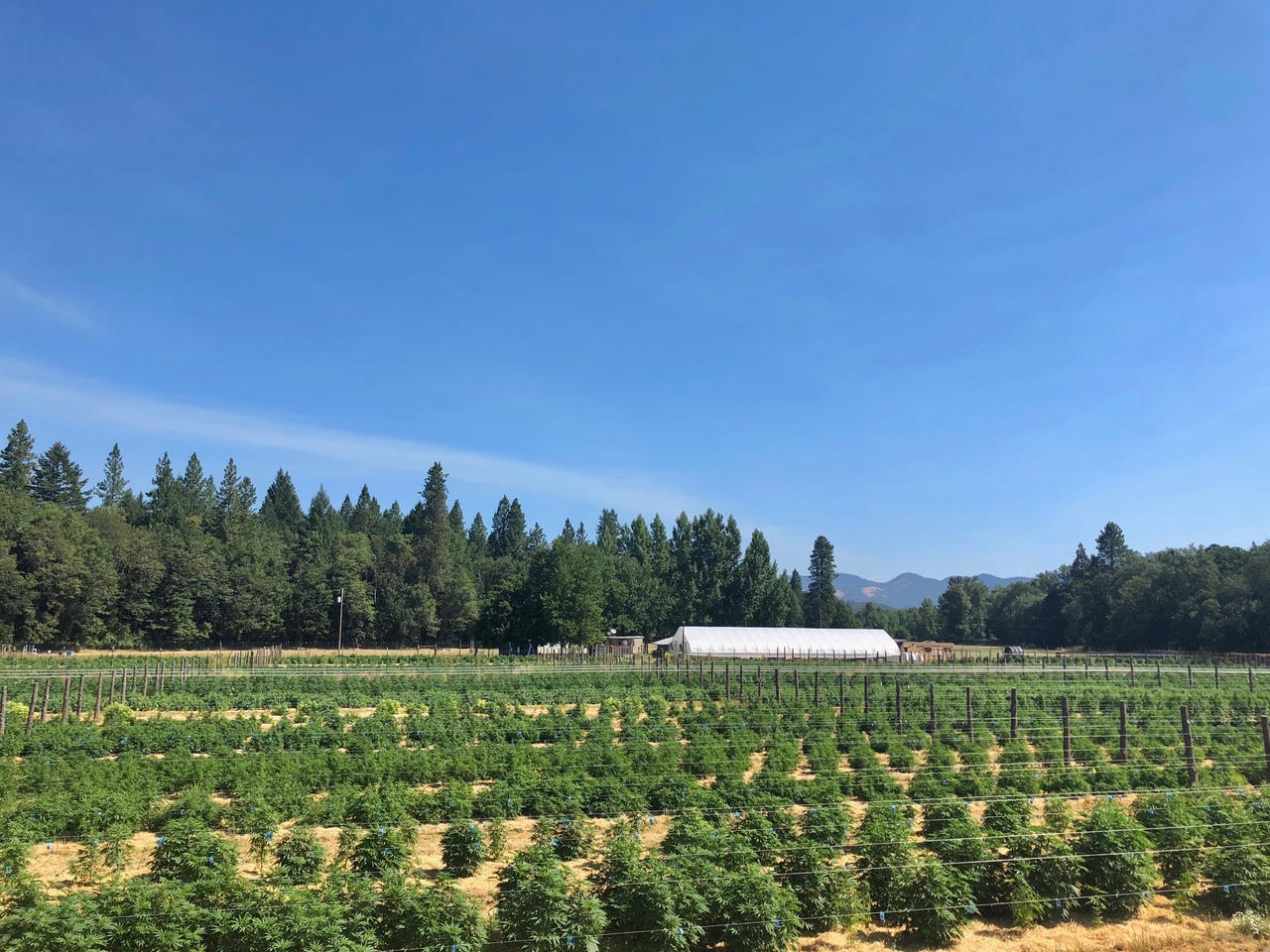 Notes from the farm blog post image