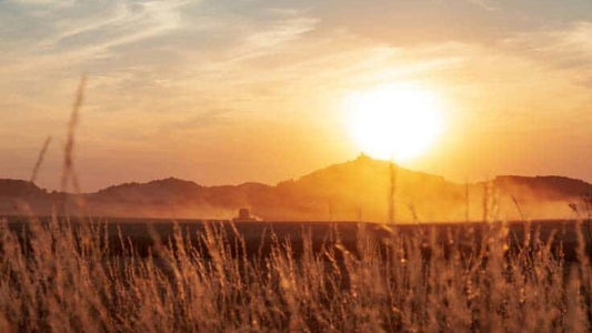 Pacific Northwest Growers Can Protect Plants from Heat Waves and Still Have a Good Harvest