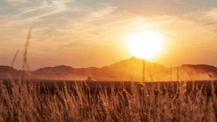 Pacific Northwest Growers Can Protect Plants from Heat Waves and Still Have a Good Harvest