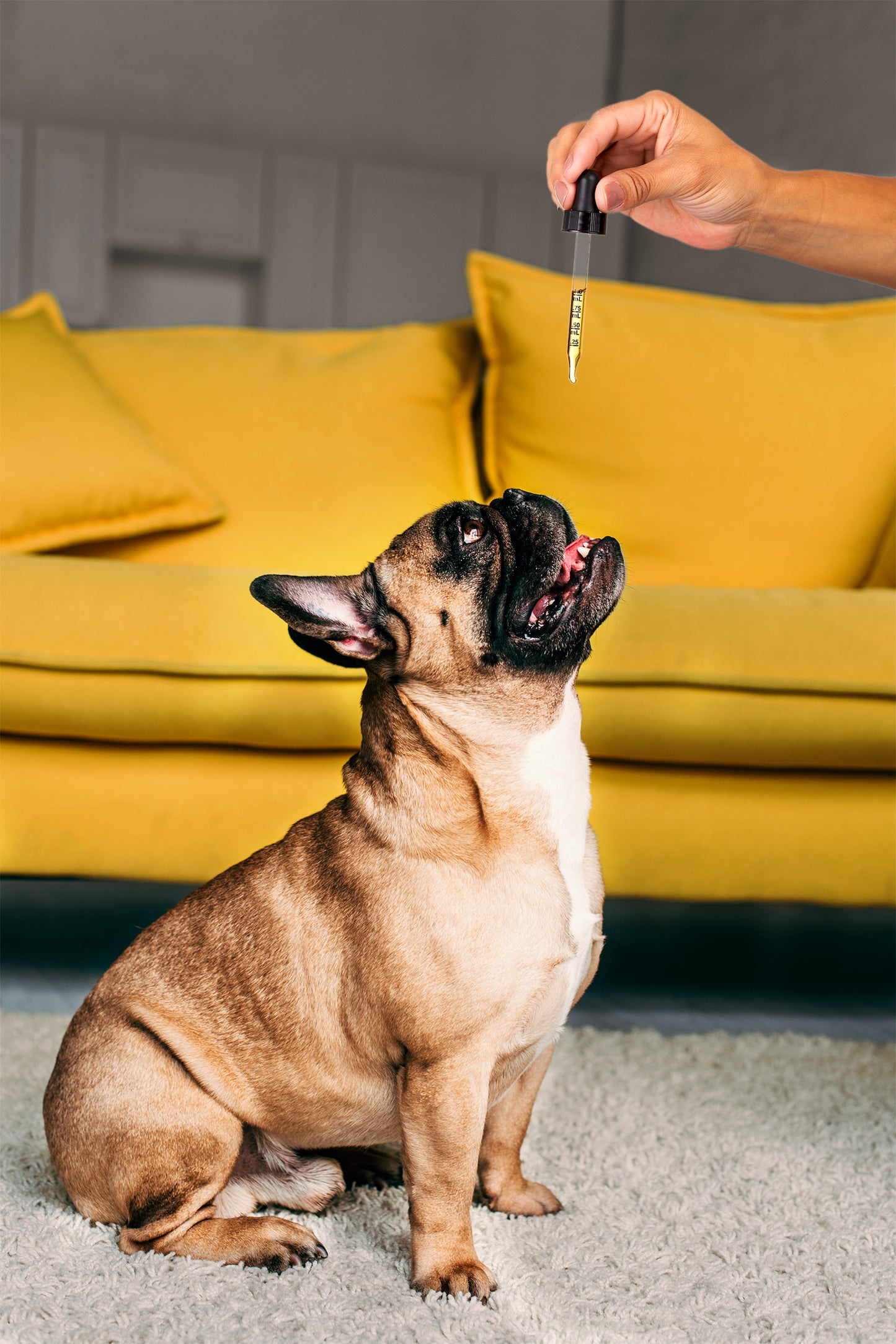 CBD Salmon Oil for Pets